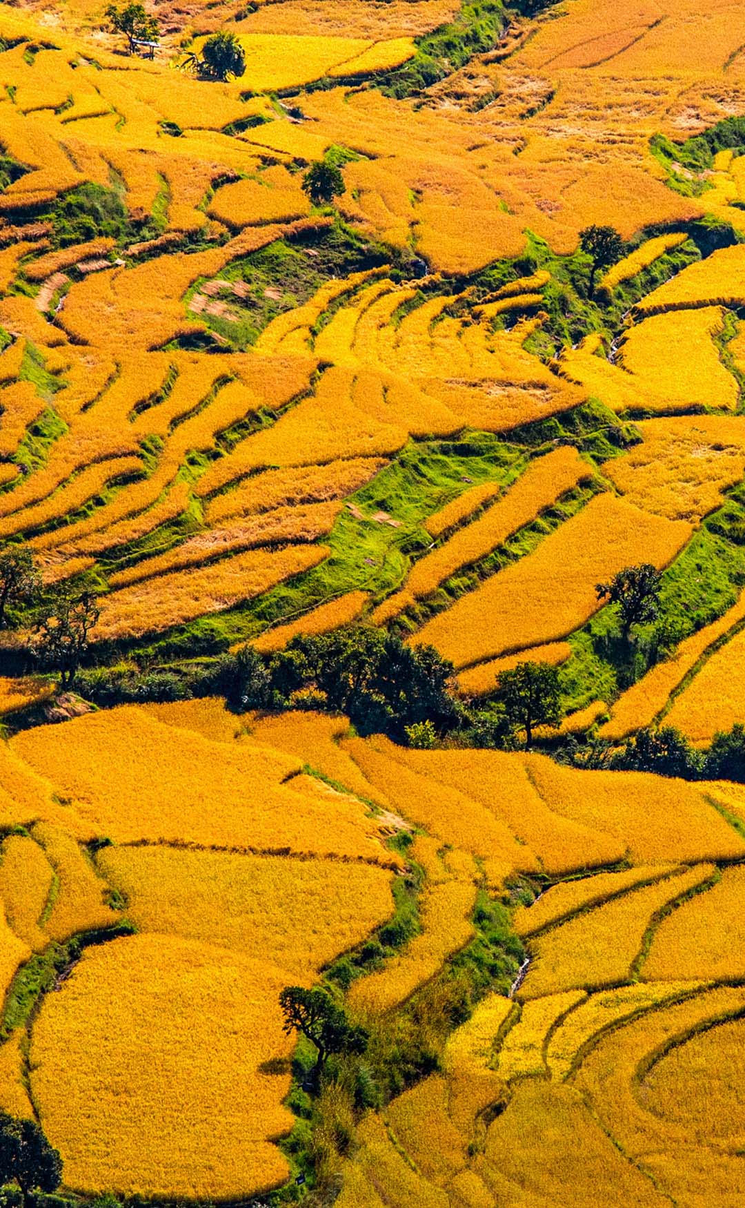 Chhu Valley in autumn, a Bhutanese river valley lined with golden trees